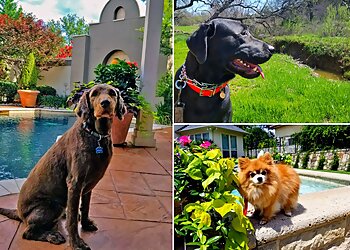 Dallas Dog Walkers Grand Paws Pet Sitter