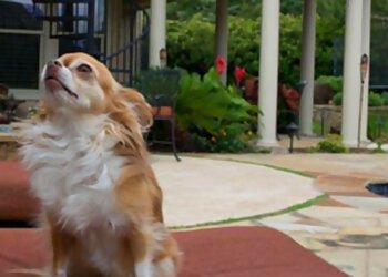 Plano Dog Walkers Grand Paws Pet Sitter