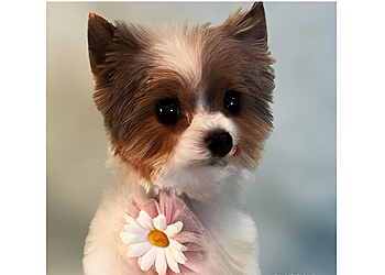 Tampa Pet Grooming Grande Style Dog Grooming