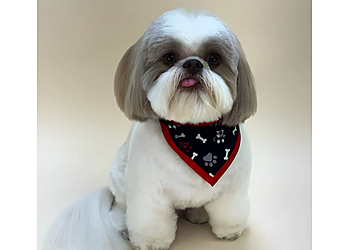 Tampa Pet Grooming Grande Style Dog Grooming