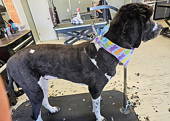 Toledo Pet Grooming Grateful Pet Grooming Salon