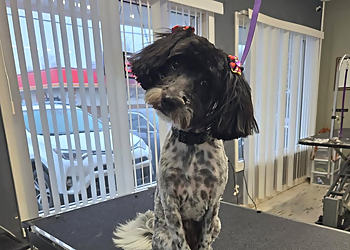 Toledo Pet Grooming Grateful Pet Grooming Salon