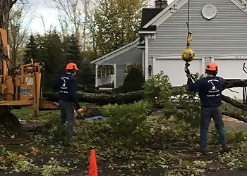 Grand Rapids Tree Services Great Lakes Tree Service, LLC