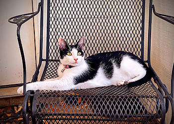 Round Rock Veterinary Clinics Great Oaks Animal Hospital