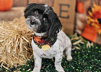 Round Rock Veterinary Clinics Great Oaks Animal Hospital