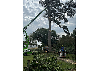 Norfolk Tree Services Great Scott Tree Service