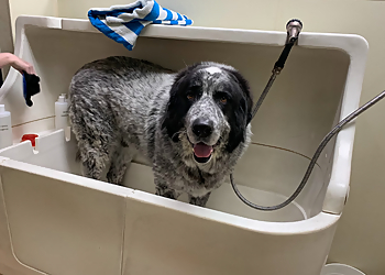 Mesa Pet Grooming Green Bulldog Dog Wash and Spa