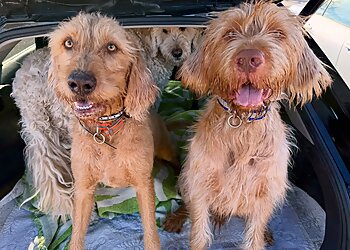 Madison Dog Walkers Green Dog, LLC