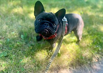 Madison Dog Walkers Green Dog, LLC