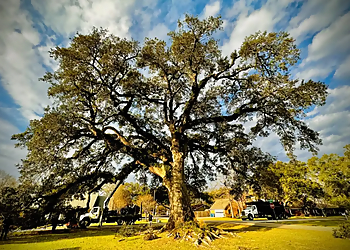 Lafayette Tree Services Green Leaf Tree Service
