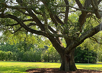 Lafayette Tree Services Green Leaf Tree Service
