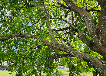 Coral Springs Tree Services Green Monkey Tree Services