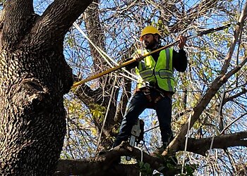 Dallas Tree Services Green Pine Tree Services