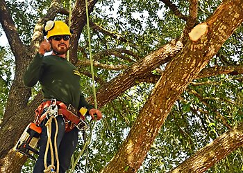 Dallas Tree Services Green Pine Tree Services
