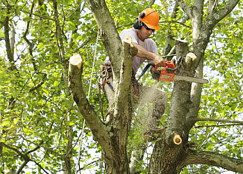 Green Tree Service of Laredo - Laredo, TX Tree Services