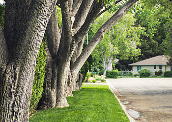 Green Tree Service of Laredo - Laredo, TX Tree Services