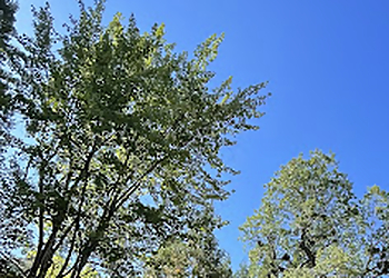 Moreno Valley Tree Services Green Vision Tree Service