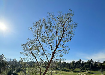 Moreno Valley Tree Services Green Vision Tree Service