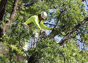 Alexandria Tree Services Green Vista Tree Care