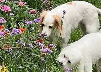 Jacksonville Dog Walkers Greenwich Canine Concierge LLC