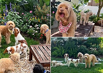 Jacksonville Dog Walkers Greenwich Canine Concierge LLC