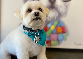 Stamford Pet Grooming Groom To Bloom Dog Salon