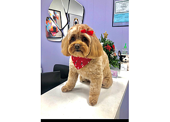 Stamford Pet Grooming Groom To Bloom Dog Salon