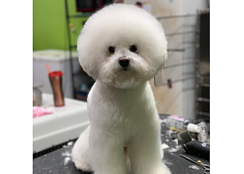 New Orleans Pet Grooming Grooming By Lesa