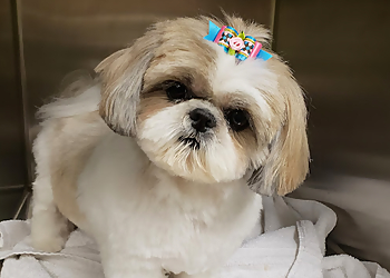 New Orleans Pet Grooming Grooming By Lesa