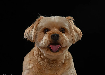 3 Best Pet Grooming in Winston Salem, NC - Expert Recommendations