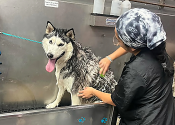 Norfolk Pet Grooming Groomingdale’s LLC