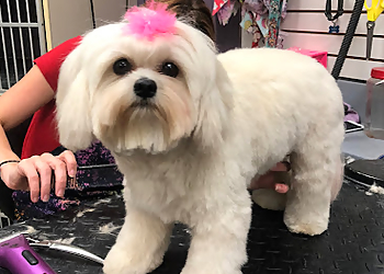 Visalia Pet Grooming Groomingdales Pet Salon