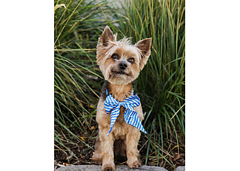 Thornton Pet Grooming Groomingdale's pet grooming