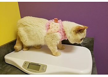 Guardian Angel Veterinary Care - Westminster, CO Veterinary Clinics - Medical Procedure Image