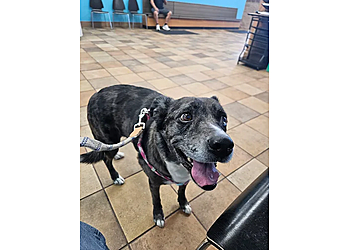 Guardian Angel Veterinary Care - Westminster, CO Veterinary Clinics - Healthcare Moments