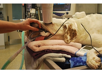 3 Best Veterinary Clinics in Greensboro, NC - Expert Recommendations