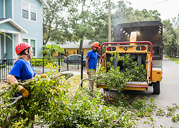 Tampa Tree Services Gulf Coast Trees Inc.