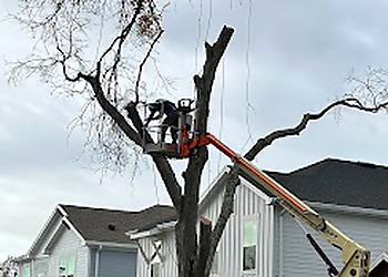 Gulf Coast Trees Inc. Tampa Tree Services Gulf Coast Trees Inc.
