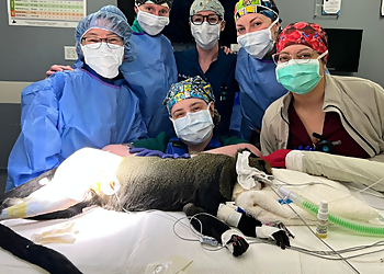 Houston Veterinary Clinics Gulf Coast Veterinary Specialists