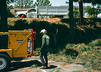 Torrance Tree Services Gutierrez & Sons