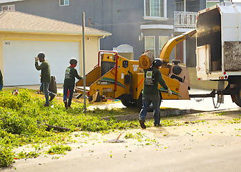 Torrance Tree Services Gutierrez & Sons