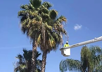 Visalia Tree Services Gutierrez Tree Care 1