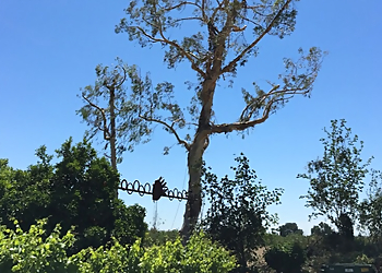 Visalia Tree Services Gutierrez Tree Care 1