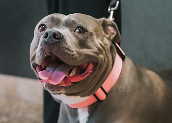 HOPE Animal Foundation - Fresno, CA Veterinary Clinics - Service Highlights