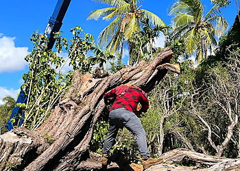 Honolulu Tree Services H.T.M. Contractors Inc.