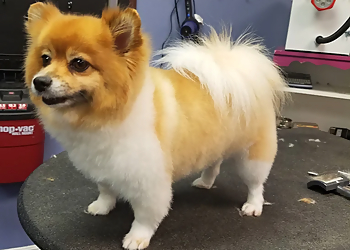 Las Vegas Pet Grooming Hair Of The Dog