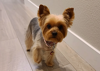 Las Vegas Pet Grooming Hair Of The Dog