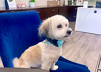 Hair Of The Dog Las Vegas Pet Grooming Hair Of The Dog