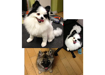 Cat & Dog Grooming in Baltimore