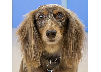 Santa Rosa Pet Grooming Hair of the Dog Pet Grooming